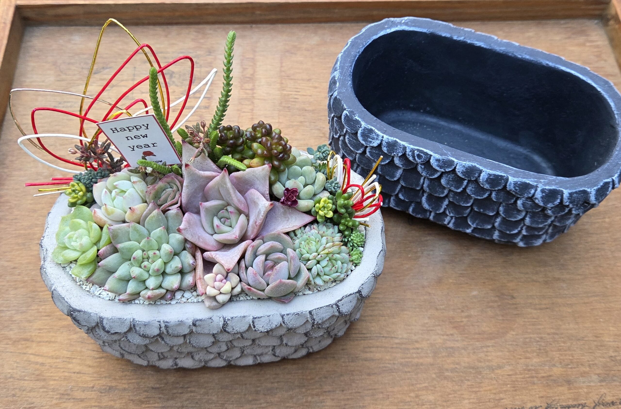 多肉植物のお正月寄せ植え at 福井県総合グリーンセンター